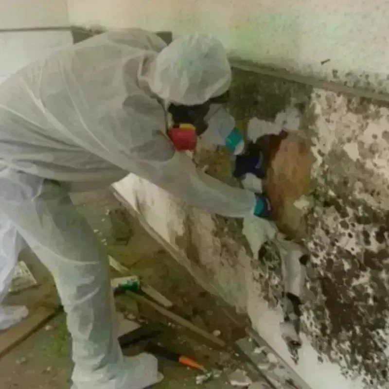 Mold Remediation and Removal in Mechanicsville, VA